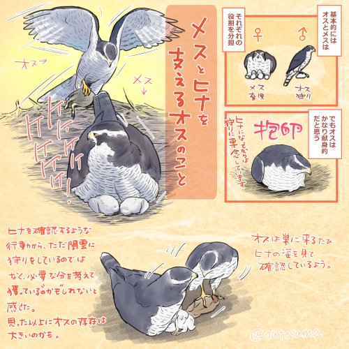 これは一昨年?の営巣の様子から描いたものですが、巣に来るたびにヒナを見たがるオスの様子から、ヒナ達を確認の上行動しているのかも…と思いました。
メスのお腹の下にヒナがいて見えない時も、覗き込んで見るので…
ヒナが見えない時は巣滞在時間が長いと感じるのも、確認したいからなのかも…?