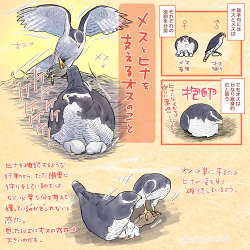 これは一昨年?の営巣の様子から描いたものですが、巣に来るたびにヒナを見たがるオスの様子から、ヒナ達を確認の上行動しているのかも…と思いました。
メスのお腹の下にヒナがいて見えない時も、覗き込んで見るので…
ヒナが見えない時は巣滞在時間が長いと感じるのも、確認したいからなのかも…? 