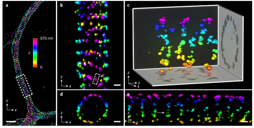 naturemethods's tweet photo. Out today from @wmarkbates and @Stefan_W_Hell @StefanHellLabs: A dynamic model of the 4Pi PSF enables localization microscopy with exceptional three-dimensional resolution and a simpler optical design. https://t.co/Ev7cA0LjHj