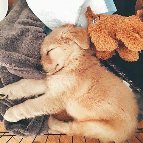 dinogodwhale's tweet photo. Nap time 😴😍 https://t.co/uJsPoeA9Uw