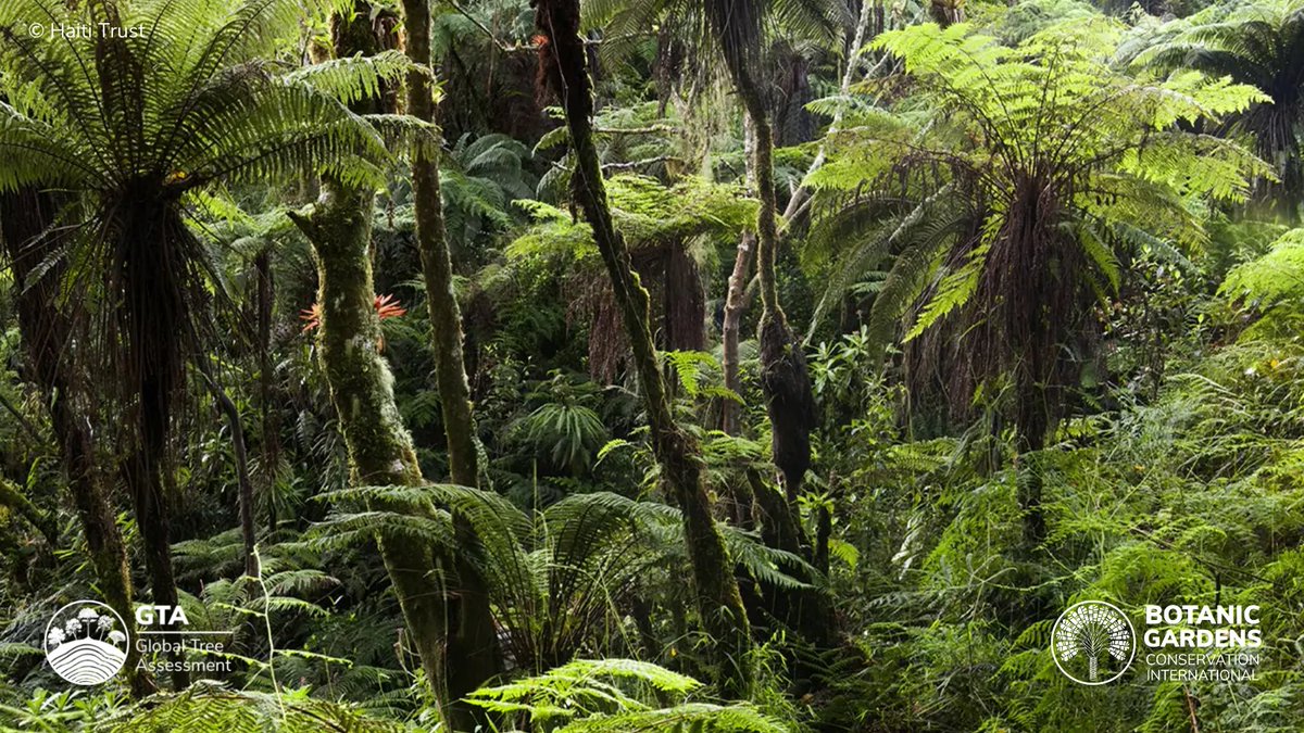 GTA_GTSG's tweet photo. #DYK? Haiti is the second most tree diverse country in the Caribbean, however just 1% of its original forests remain with 20.4% of the trees on Haiti threatened. Extreme weather events caused by climate change are a major threat to the nation’s trees. https://t.co/Si0sTGQCTg