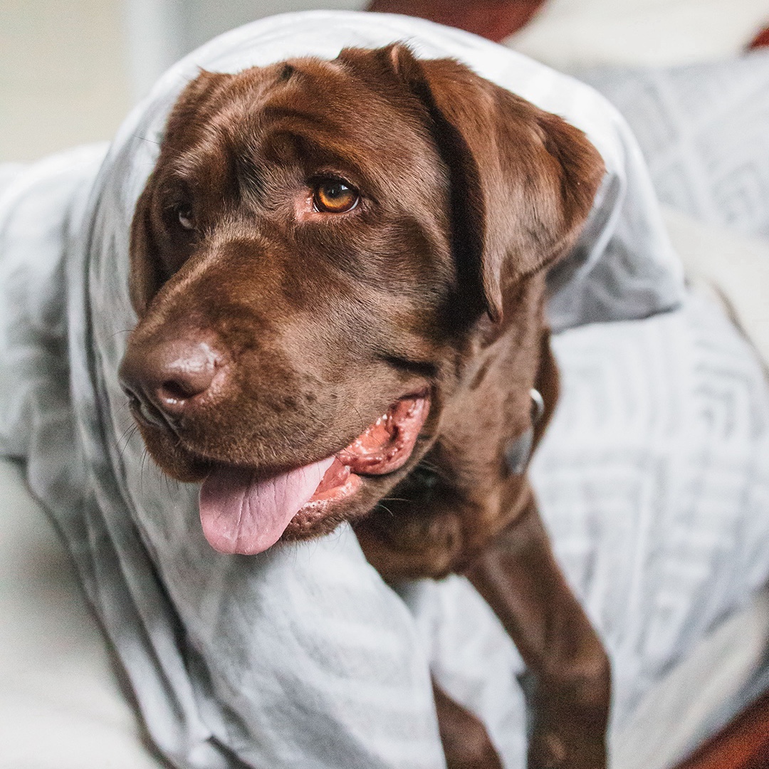 nutram's tweet photo. Why are dogs afraid of #fireworks and what can be done to help them? 
In this article learn 6 tips to help comfort your dog and make them feel better when the noises start.
https://t.co/xCdHbqHWNd
#dogs #dogsofTwitter #dogsandfireworks #doganxiety #dogtips https://t.co/k3l501vN8E