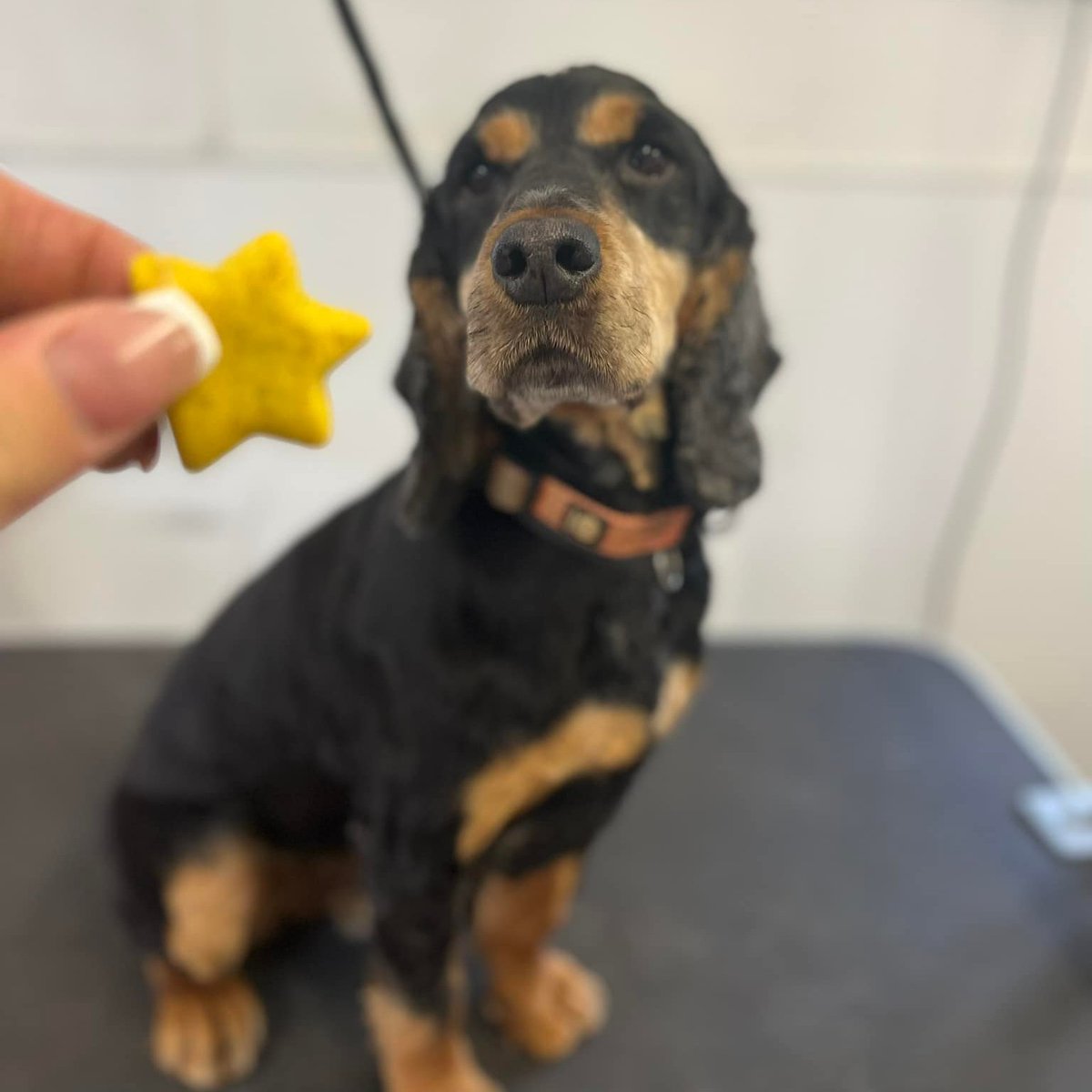 Great crested newt detection dog, Rocky the Rockstar, looking amazing after his groom⭐️

#conservationdogs #detectiondogs #snifferdogs #conservation #greatcrestednewts #wagtailuk #wildlife #doggrooming