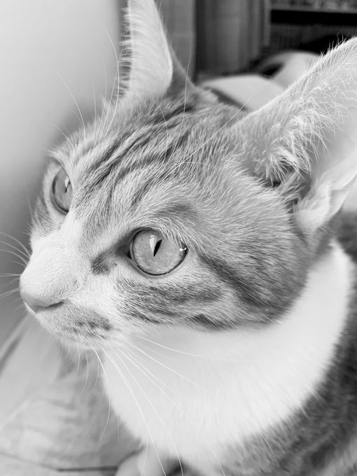 Conversation Between 凌 単行本発売中 And Buntyan0704 1 Whotwi Graphical Twitter Analysis