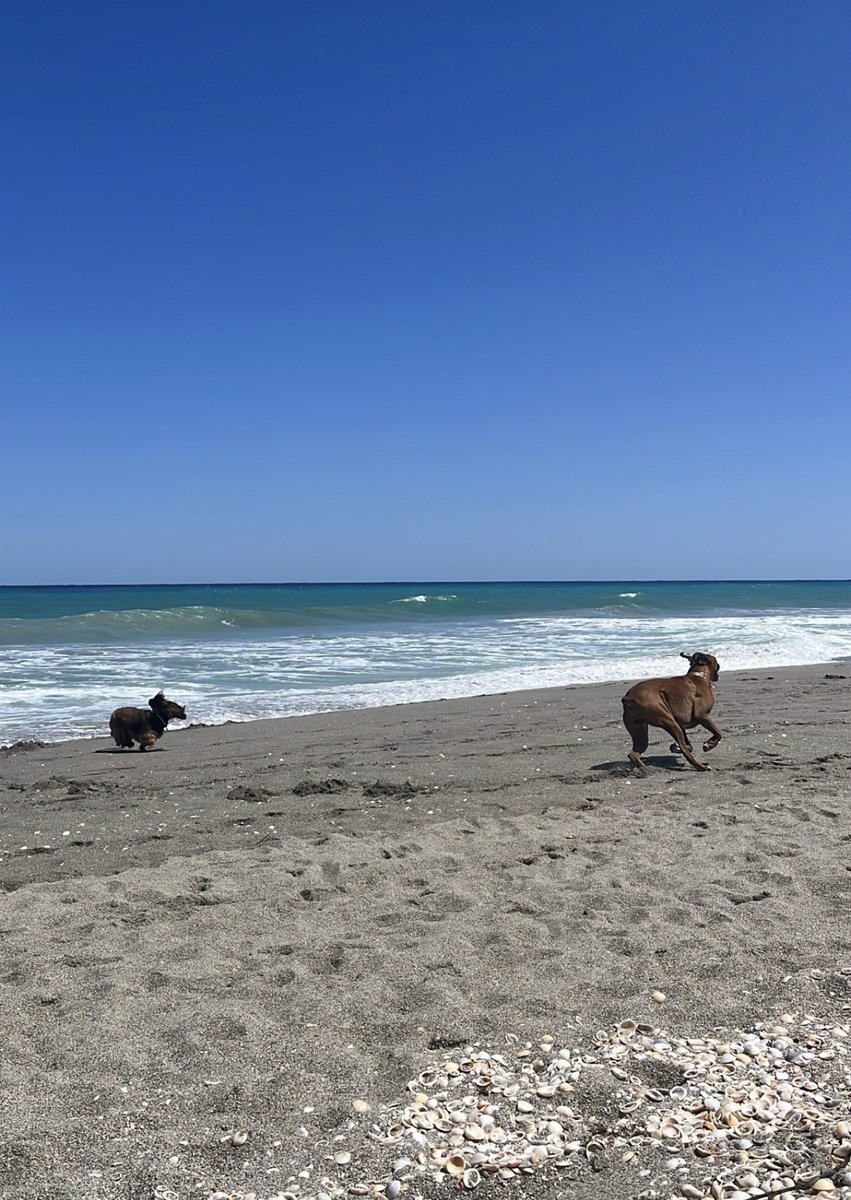 JupiterDogBeach's tweet photo. 🐕 We caught these two springing into action this bright and beautiful Monday morning! 🌞  Join the fun every day from beach marker 25 - 59. 

#jupiter #junobeach #dogbeach #doglovers #dogsofinstagram #floridabeaches #beach #saveourbeach #dogdays #trashcleanup #nomoretrash https://t.co/BaSIu1RzZq