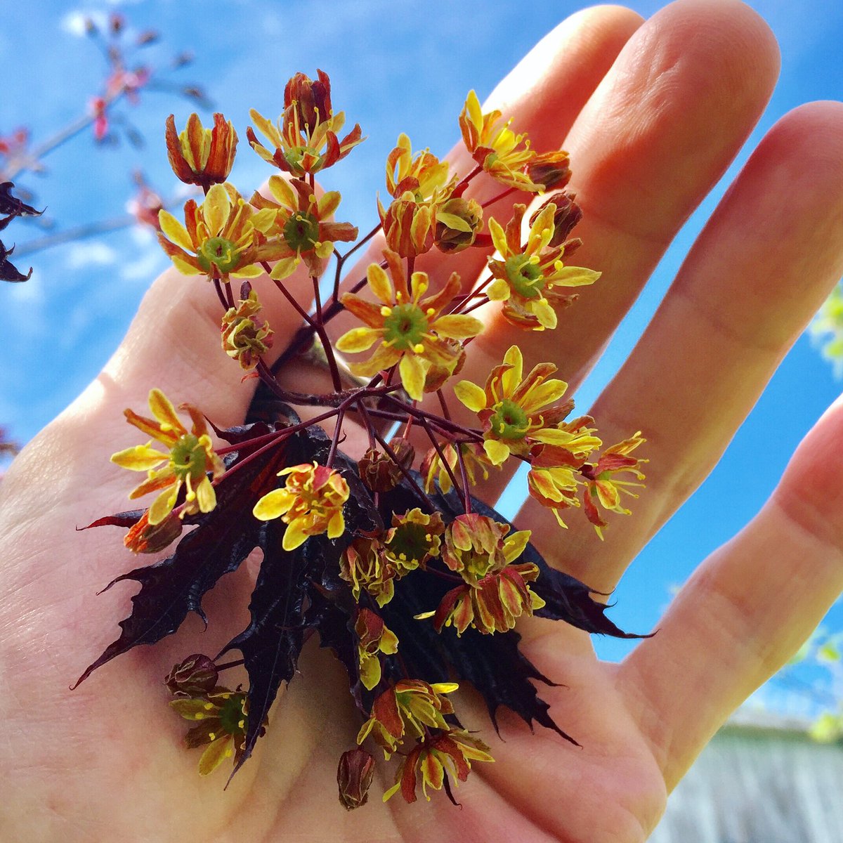 Ещё вам кленовый букетик 
💕 

#ПБДфототерапия