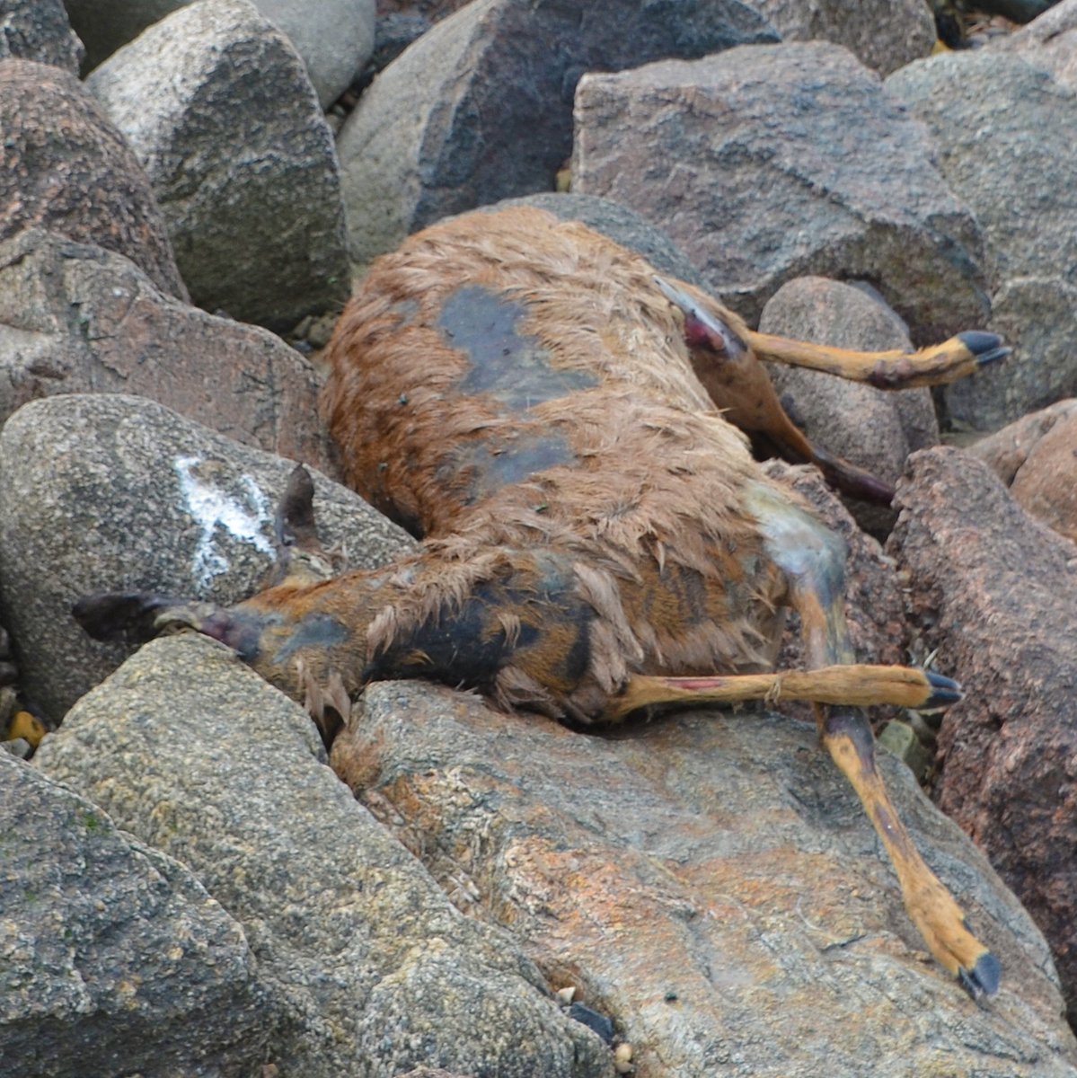 JolandaGeveke's tweet photo. Je komt van alles tegen tijdens het jutten. Snap alleen niet hoe deze ree over het veerooster aan de zeekant van de Wadden is beland.
#kadaver #ree #waddenzeedijk #waddenkust https://t.co/IWFvOnkaL4