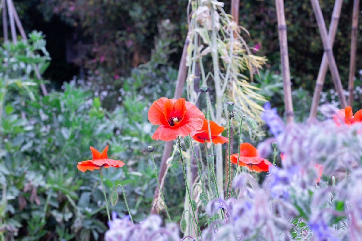 EllaRuncinter's tweet image. Florecita
#photography #flower #photo #Flor #fotografía #blanes