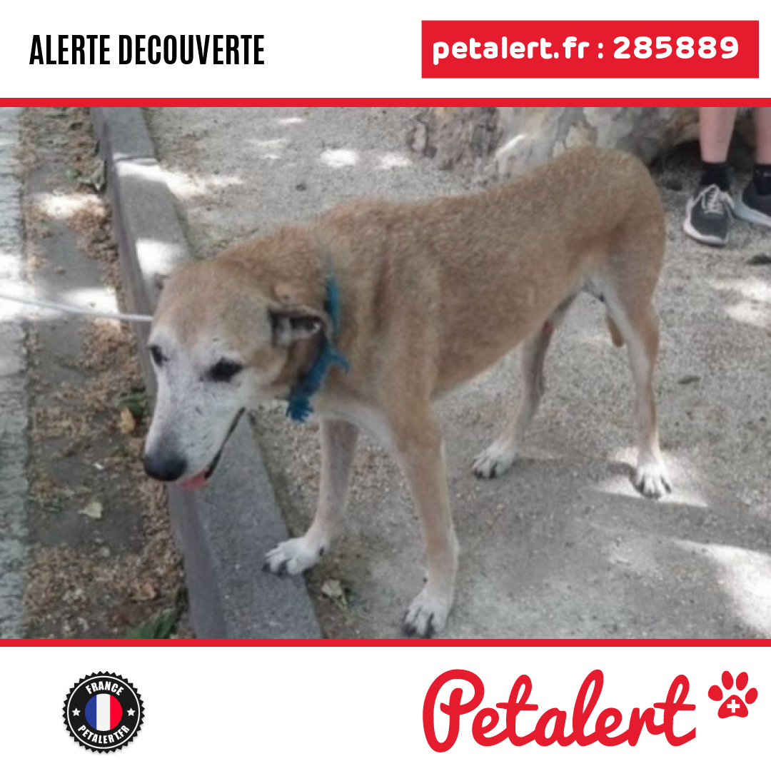 petalert_france's tweet photo. Trouvé #Chien #Drome #Tulette #Petalert #PetAlert26 / https://t.co/mQhRPDC0D4 https://t.co/49UP45QVJj