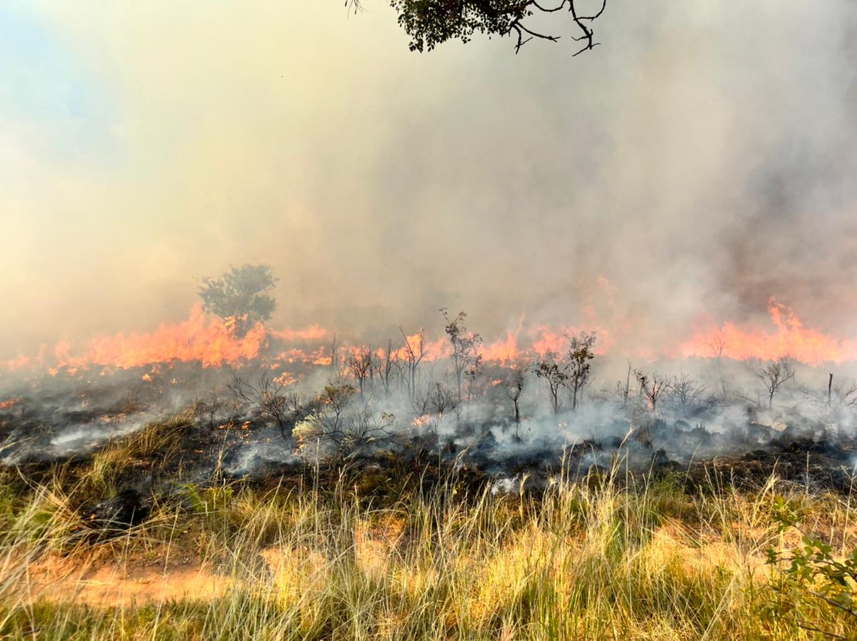 wo_fire's tweet photo. Working on Fire Leseding and Alma teams were hard at work in reducing the risk of unwanted fires by conducting a manual fuel reduction through controlled burning at a farm in Vaalwater.
#WOF_LIM
#IntegratedFireManagement
#FireReadiness
@environmentza https://t.co/HANF1lM72r