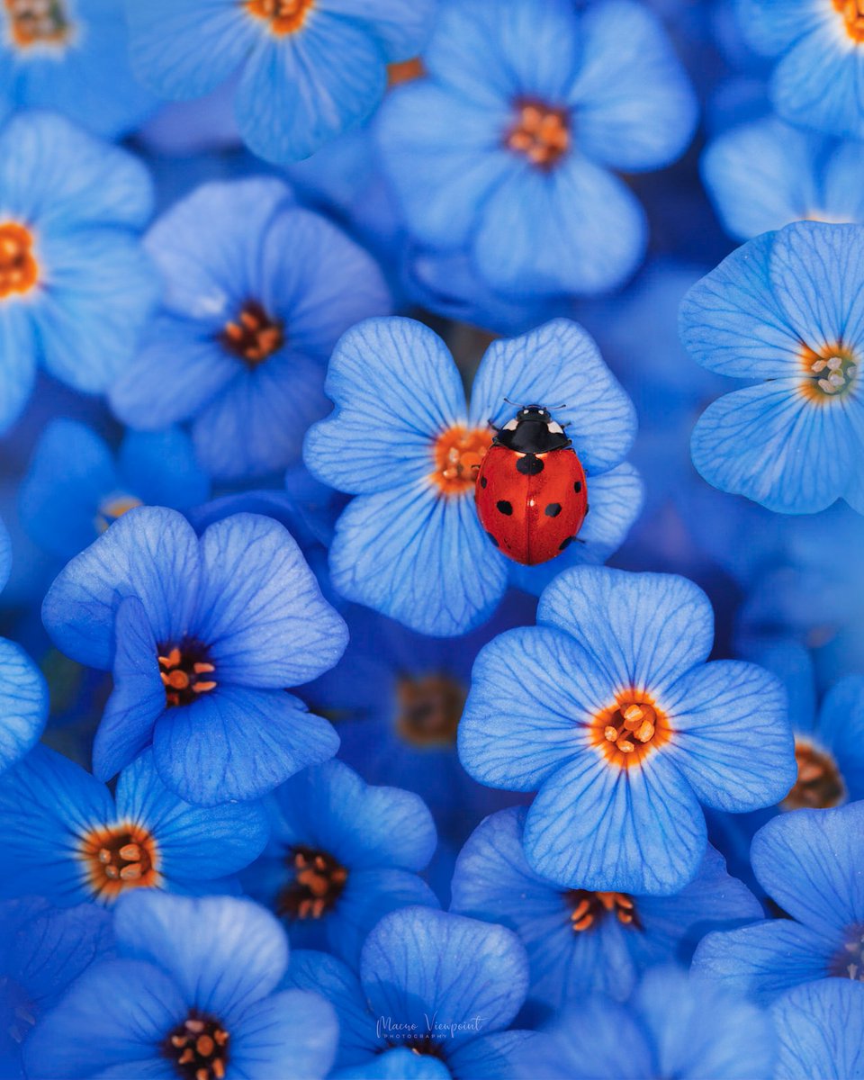 Against the blue 🐞💙

#ladybug #macrophotography #MacroHour #BeautyNature___ #TwitterNatureCommunity #MacroRetweetTuesday #MomentMonday