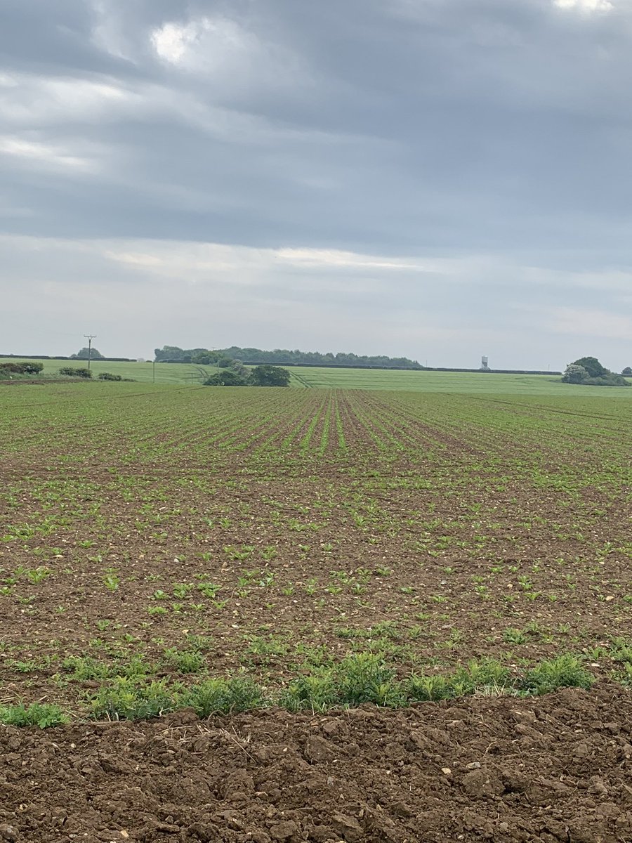 Wk8 Another 7mm rain. Really starting to motor. Trace elements on this week. With wheat at 325 for harvest and 700 for osr, I’m afraid £27/t is going to see the industry deserted. Hope BS wake up, and I hope the supermarkets wake up to be rail crash that’s heading their way.