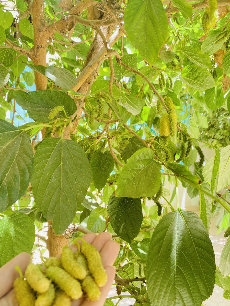 esraa96a's tweet photo. وادي اول حاجه حلوة فالصيف 🫶🏻♥️
شجرة التوت ♥️ https://t.co/6GkDSe4euH
