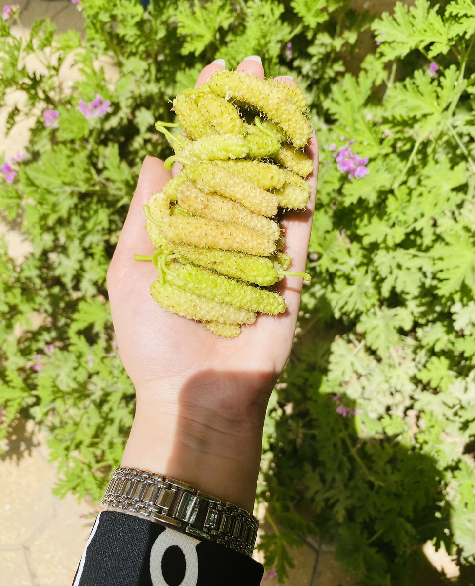 esraa96a's tweet photo. وادي اول حاجه حلوة فالصيف 🫶🏻♥️
شجرة التوت ♥️ https://t.co/6GkDSe4euH
