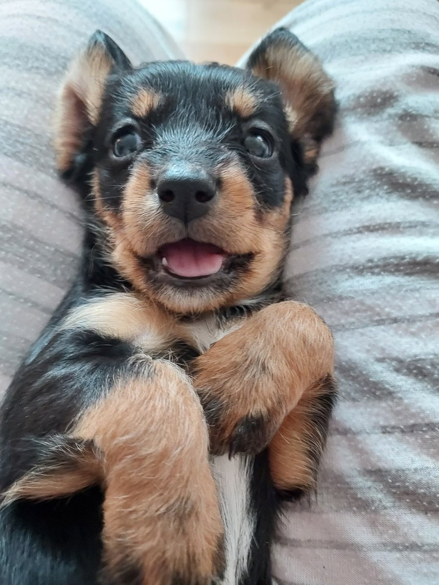tottynat1's tweet photo. @BootstrapCook Happy month old puppy to brighten your day 💕 https://t.co/LGn2CWKr4F