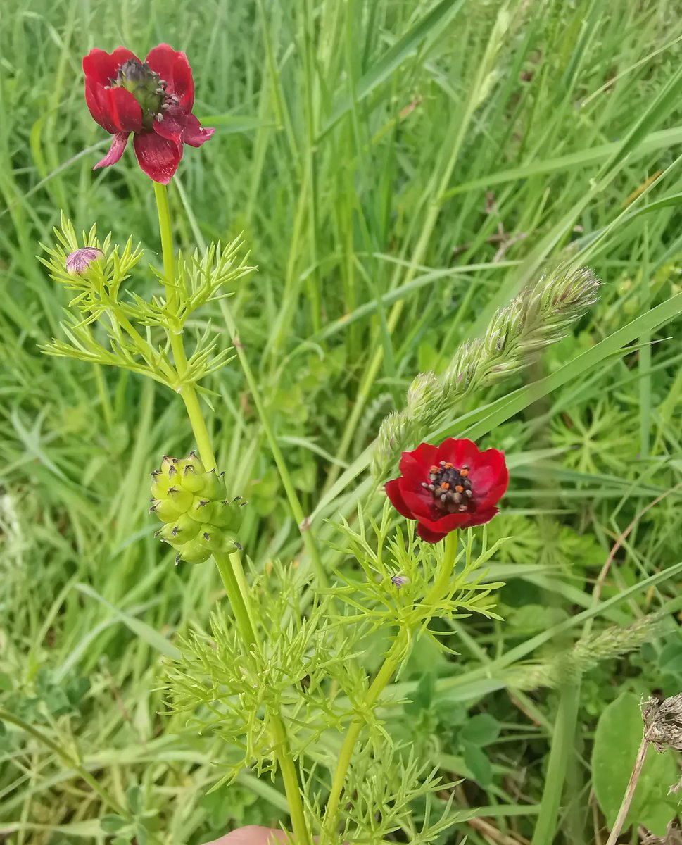 Pheasant's-eye Adonis annua - a critically endangered arable plant growing in vast numbers on an estate in the #FarmerCluster, due to specific habitat management by the Gamekeeper and estate after finding one lone plant last year. One year later today we counted c51 plants!