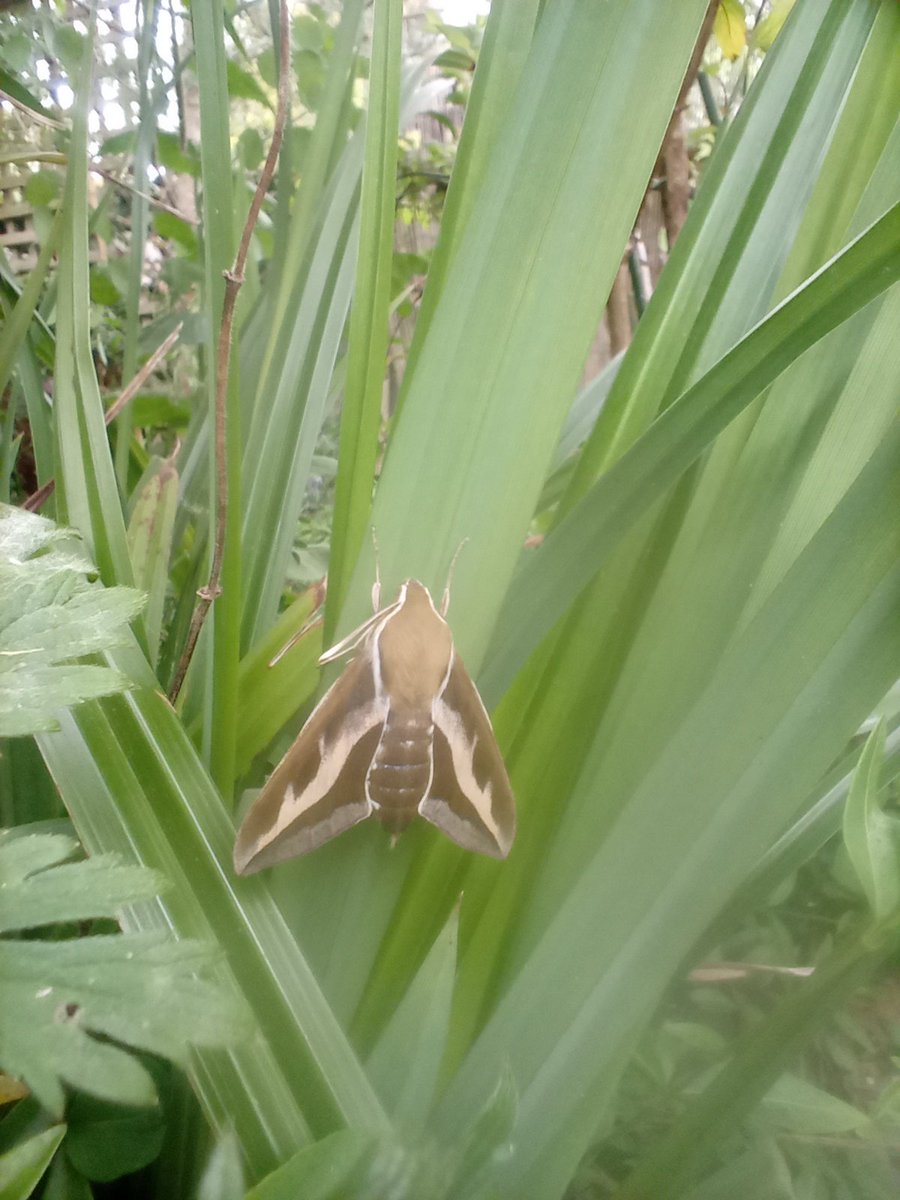 FIAByDommin's tweet photo. A very beautiful, new to me visitor in my garden. A quick Google and it's a Bedstraw hawkmoth. Just a phone picture. Very lovely ☺️ https://t.co/A9s7K1msv6