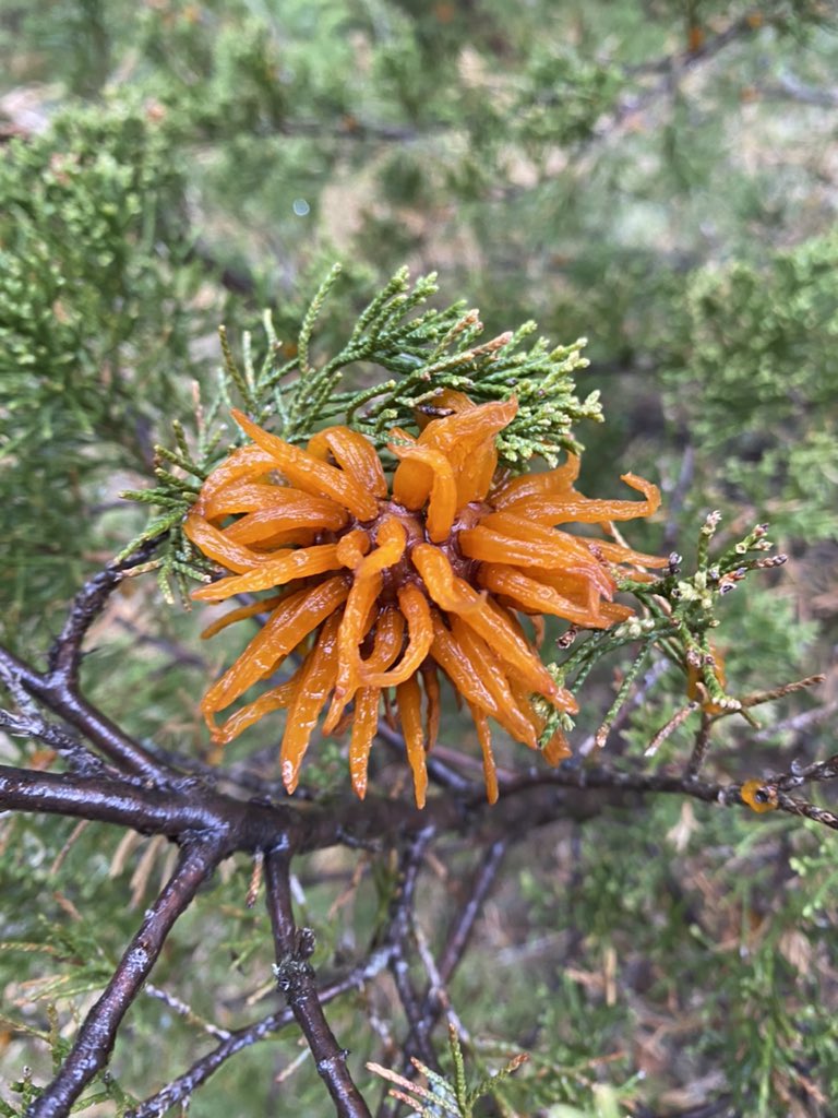 Juniper-apple rust is one crazy looking fungus!