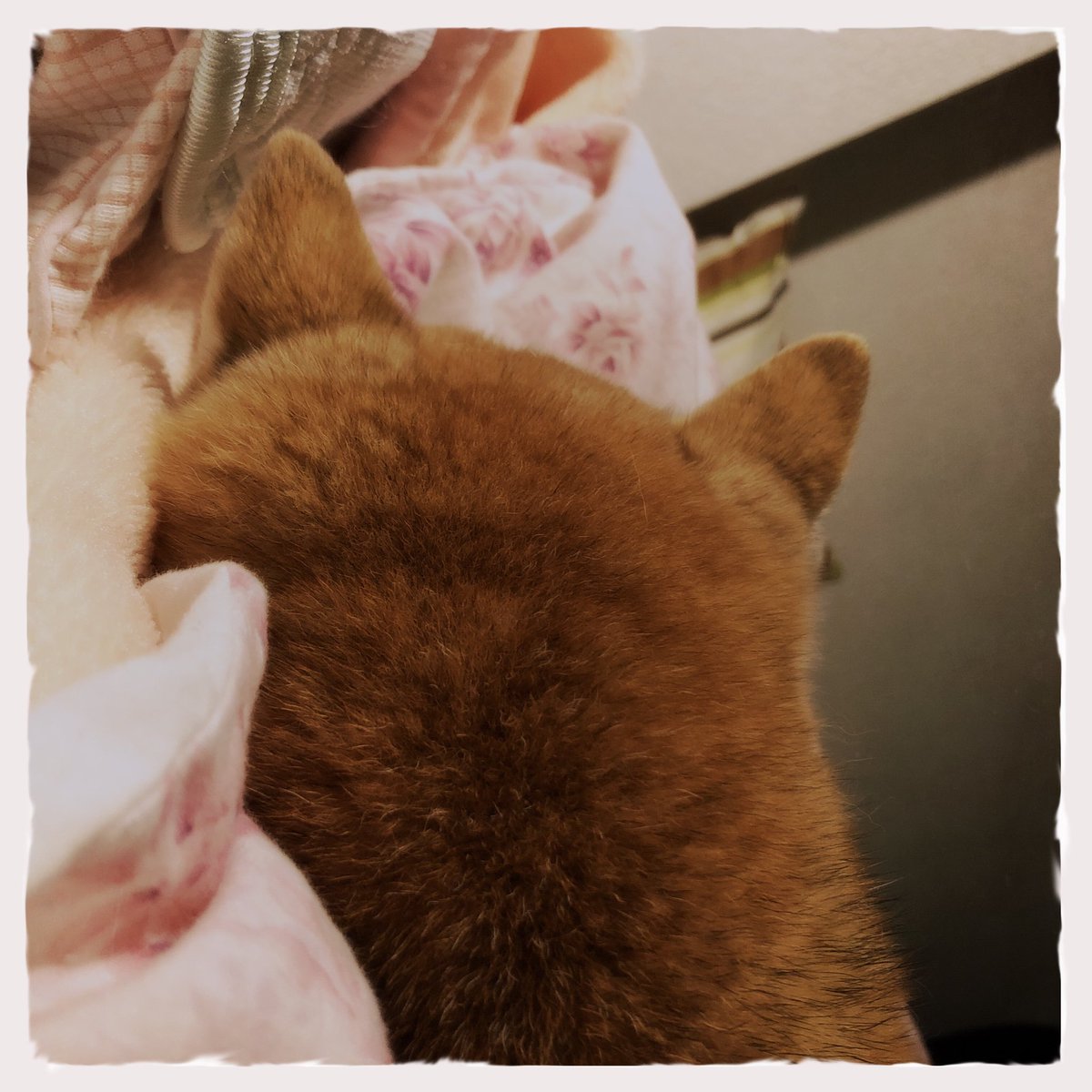 aochanmor's tweet photo. 横で寝ている姉柴の後頭部。
いびきが少々賑やかな件。
#柴犬 #豆柴 #いぬのいる暮らし #oggl https://t.co/t2eZC8hcXN