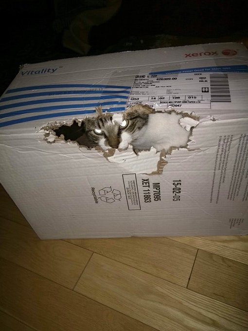 «Tell Schrödinger I survived»
[source: bit.ly/2r3DJYT]  
#Science #Fun
