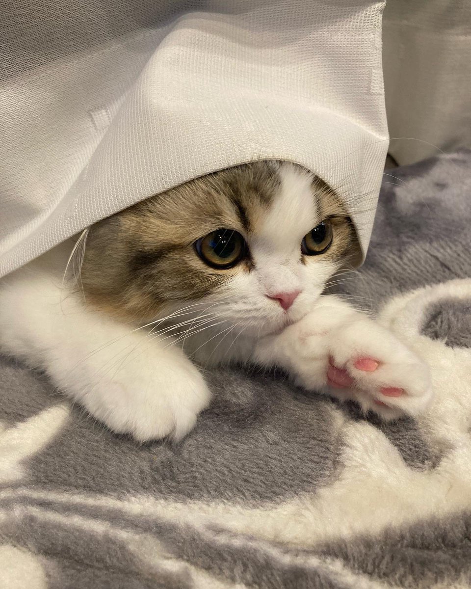 タグ 癒し猫 の注目ツイート メガとんトラック タグ 癒し猫 の注目ツイート メガとんトラック