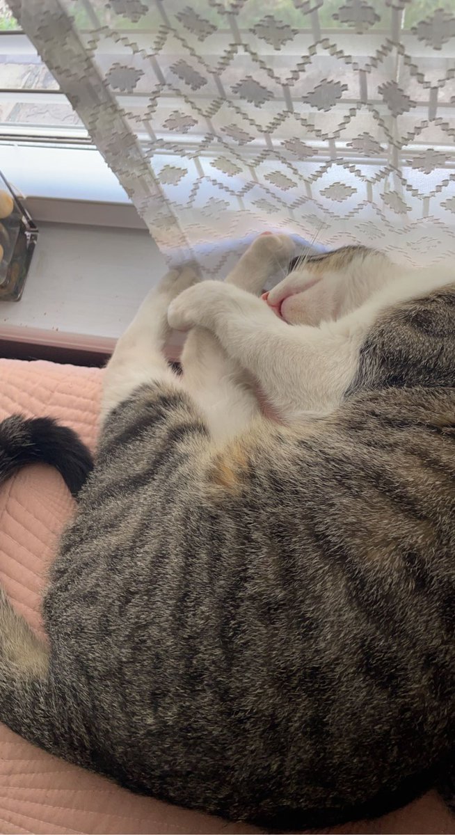 alitochann's tweet photo. I adopted a kitty during winter and she is the greatest company <3 https://t.co/oqHGN67eu6