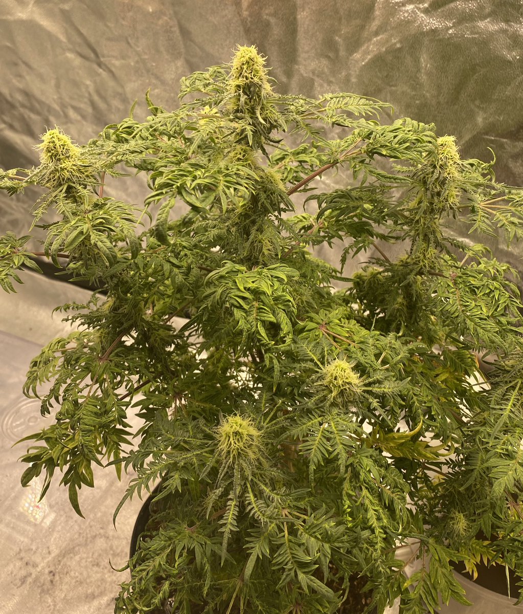 terpytrichomes's tweet photo. Welcome to the Freakshow🤠
I’ve always wanted to give this one a try! These fern-like leaves are so fun to watch throughout the journey. Not expecting much from this one, just happy to be trying out fun genetics!

#Mmemberville #growyourown #CannabisCommunity #marshydro https://t.co/ueb5f7fU7V