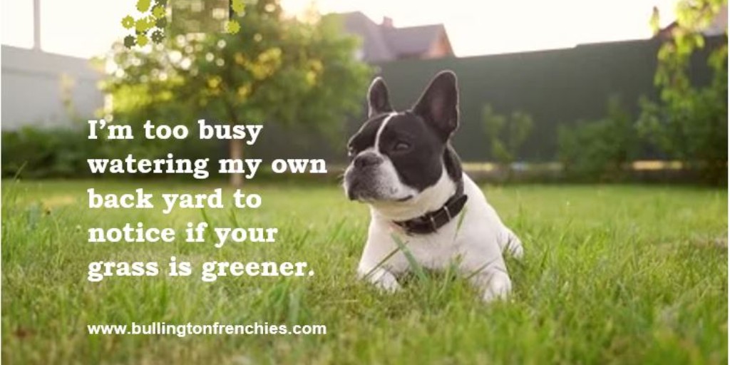 BullingtonFB's tweet photo. "I'm too busy watering my own back yard to notice if your grass is greener."  Have a great week!
Bullington Frenchies - (701) 290-3735
https://t.co/Axww0YzmYO
.
.
#bullingtonfrenchies #mondaymotivation #quotes #frenchbulldogs #frenchies #qotd #exoticfrenchies https://t.co/OezMhQE37n