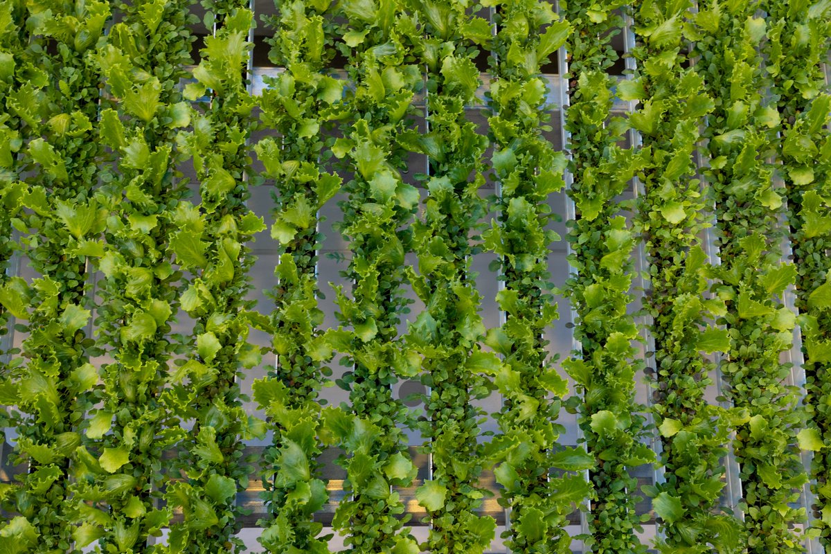 Happy Monday. Here's to filling your plate this week with fresh, clean, crispy #greens. We're popping up in stores near you with the tastiest, #greenhouse grown products. Keep an eye on our newest locations at greenswellgrowers.com/store-locator