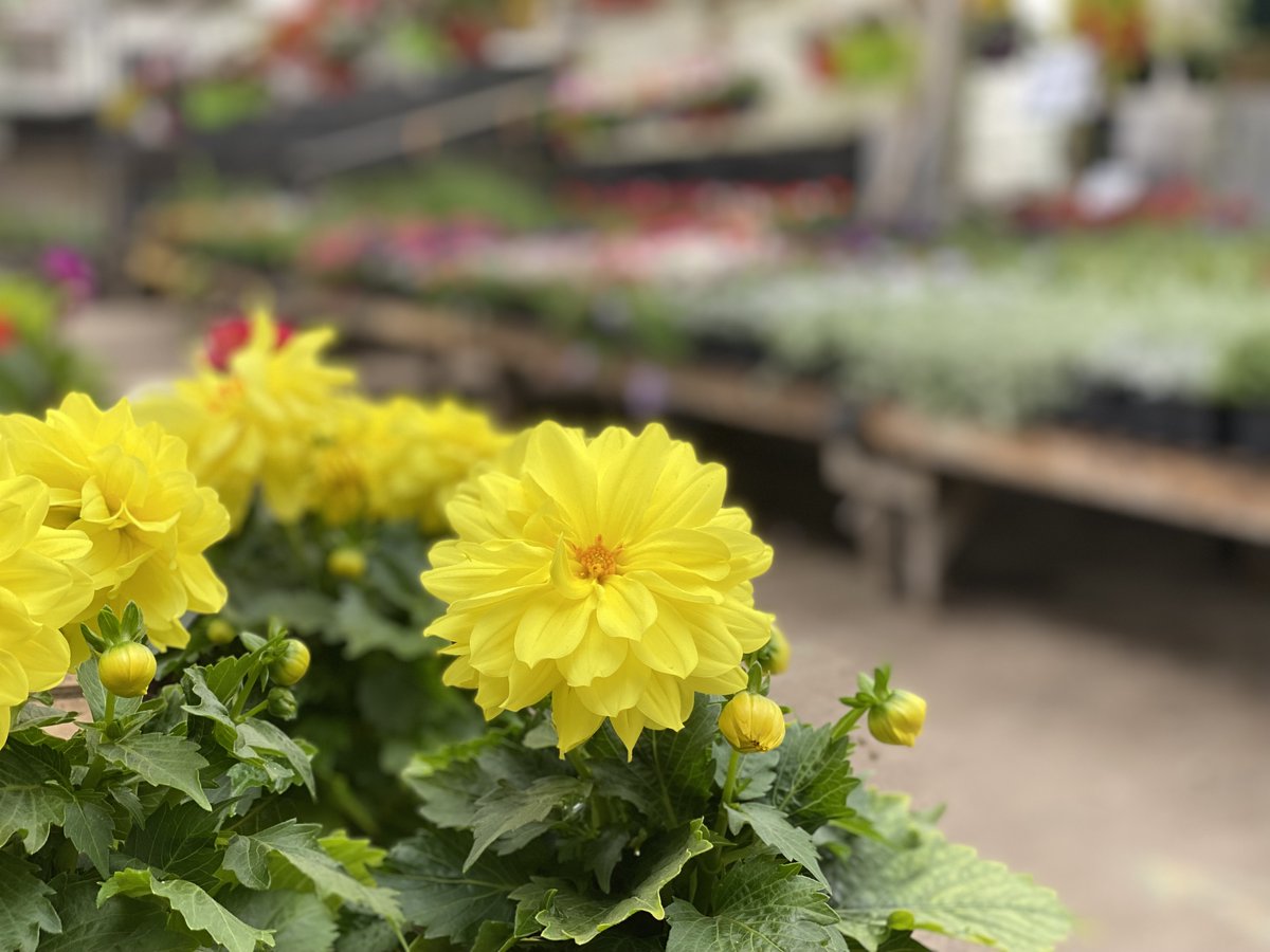 BlomidonNS's tweet photo. It's a bit wet and rainy out here today β
But, still getting some sunshine vibes with these yellow dahlias in our greenhouse π π
--
#Dahlia #Greenhouse #BlomidonNurseries #Flower #RainyDay #YourSolutionProvider https://t.co/m66LnwsR3d