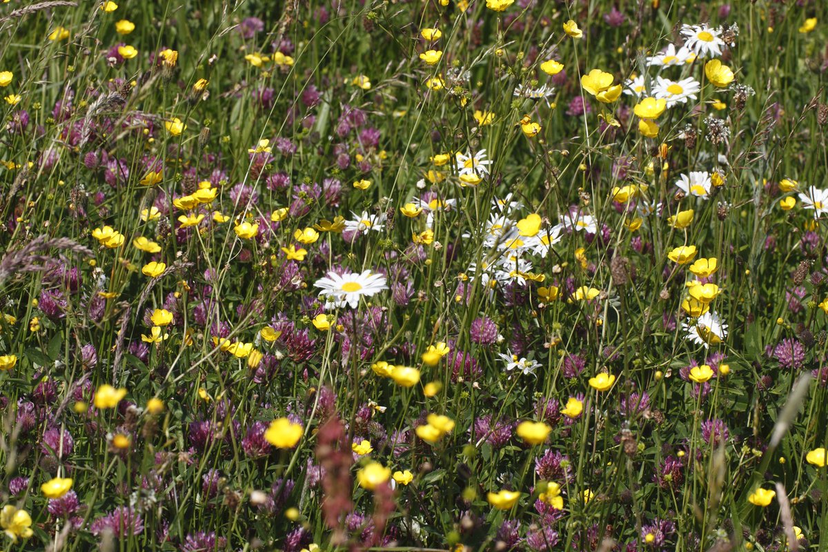 Floodplainmead's tweet photo. Are you in the Severn Vale and interested in growing native wildflowers? Check out these Flourishing Floodplains Wildflower Workshops with @EHwildflowers  👇🌼
https://t.co/j9zkX4qWTe
Photo: Mike Dodd https://t.co/Ar2CWxfkqR