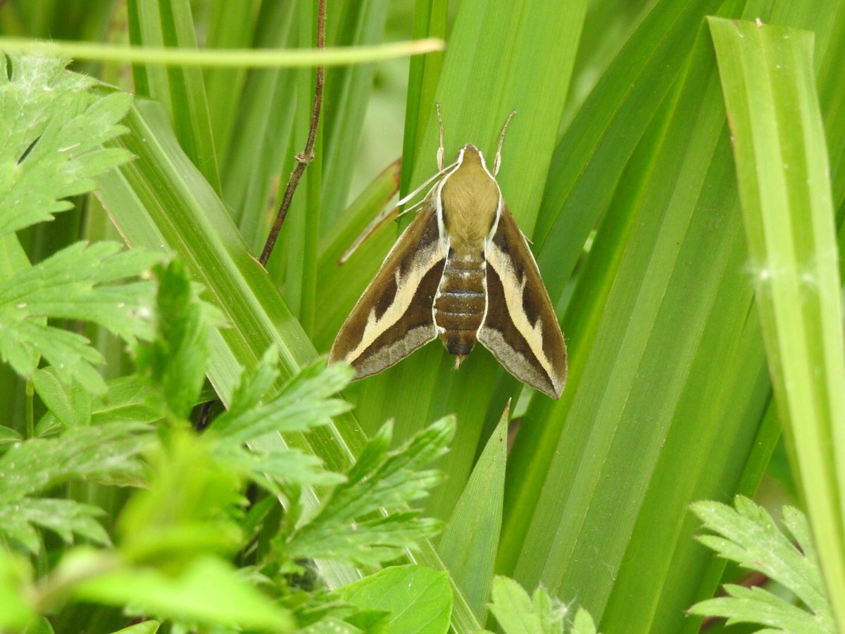 FIAByDommin's tweet photo. A camera shot of the beautiful moth :-) #NorfolkMoths #BedstrawHawkmoth https://t.co/awiCjLHS39