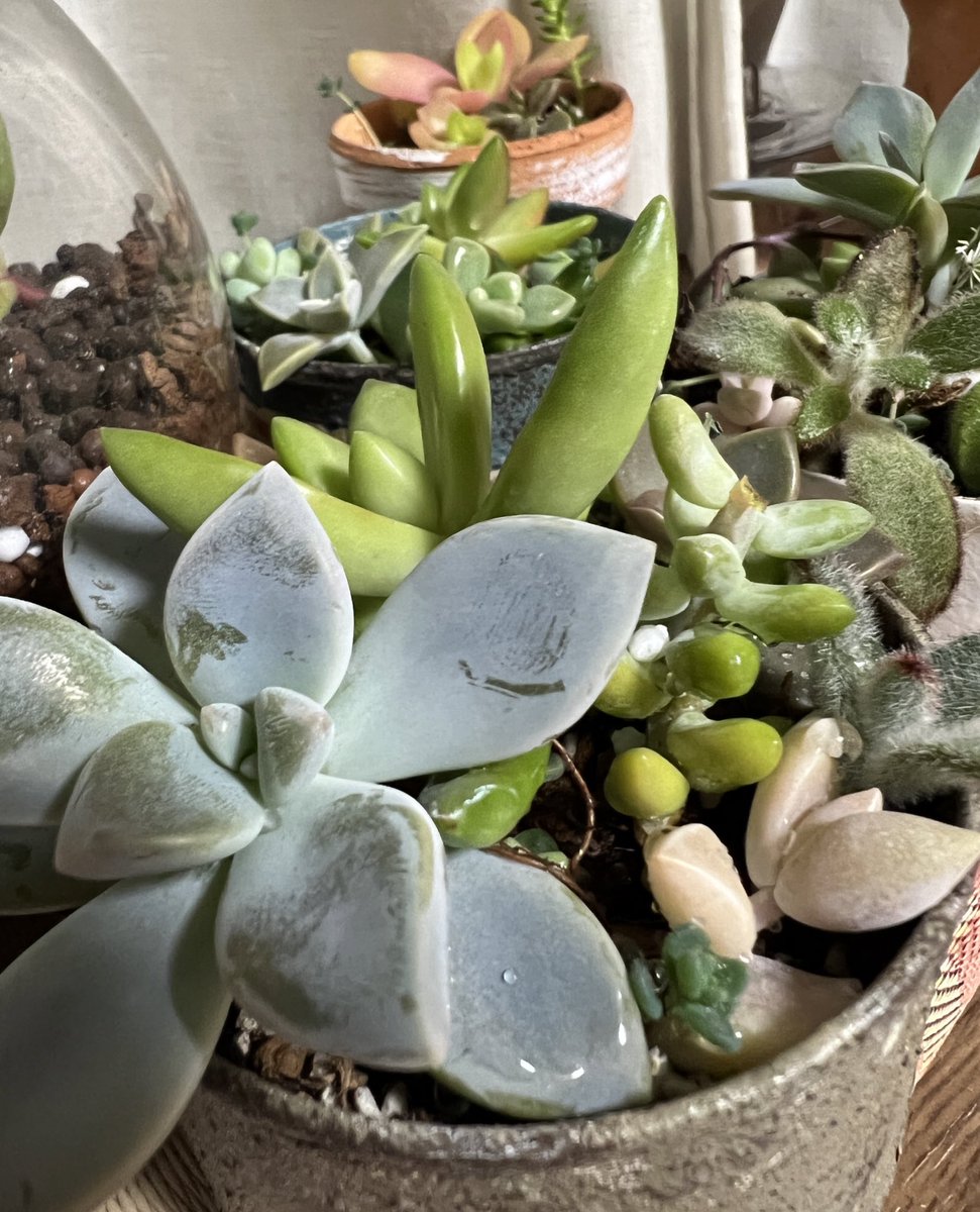 dendenmam's tweet photo. 去年もらった多肉か、
のびのびになってたので植え替えしました。
ちゃんと育つかなぁ。
ずっとガラス越しの西日の部屋の中だったので、外の方がいいのかなぁ？ https://t.co/CVCDREoeJH