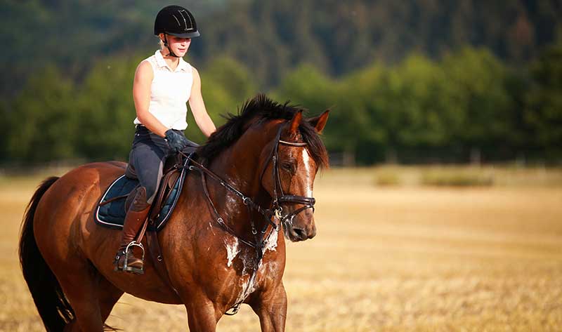 AspenGoldBed's tweet photo. Summer might feel like a long way off, but this is the ideal time to think about how best to care for your horse in the hot weather months: https://t.co/PdhVEpNLQe
#RidingTips #SummerHorseKeeping https://t.co/PL38J762zX