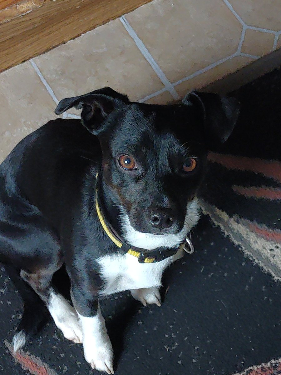 bob10850290's tweet photo. He is always ready to go do something he follows me around all the time he is a good boy
#furry #doggy #dog #cutev https://t.co/gDBoBNMuE5