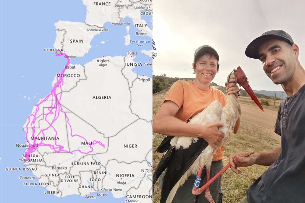 BirdsMove's tweet photo. Brás is a long-distance migratory #whitestork tagged in the nest as a chick in 2018. 
After 4 years, we managed to capture it again as a young breeding male and now we hope to be able to continue tracking it for a few more years and see if it will keep its migratory strategy. https://t.co/A9COgle5pi