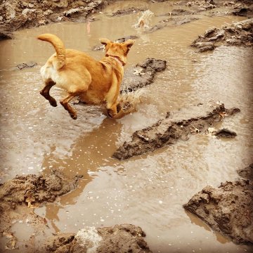 I love me some mud.
It tickles my toes!
It’s cool to the touch,
and it pleases my nose!
It sticks to my fur
and it’s soft on my skin,
so when I see mud,
I can’t wait to jump in!

#MuseMon #AmWriting #KidLit #Poetry #PoetryForKids #DogPoem #WritersLife #DogsofTwitter #Doggo