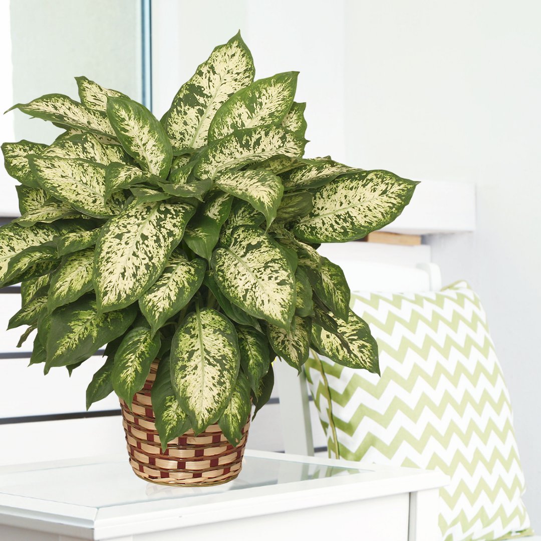 Flower Shop Network tweet media