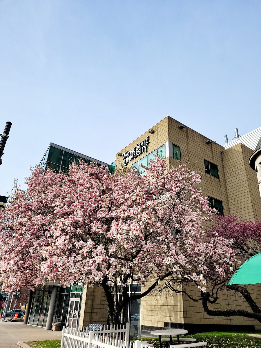 WayneGradSchool's tweet photo. Magnolias in bloom spotted outside the Welcome Center. 📸🌸

#WayneStateUniversity
#SpringinDetroit
#MayFlowers https://t.co/h5WFax8Gu1