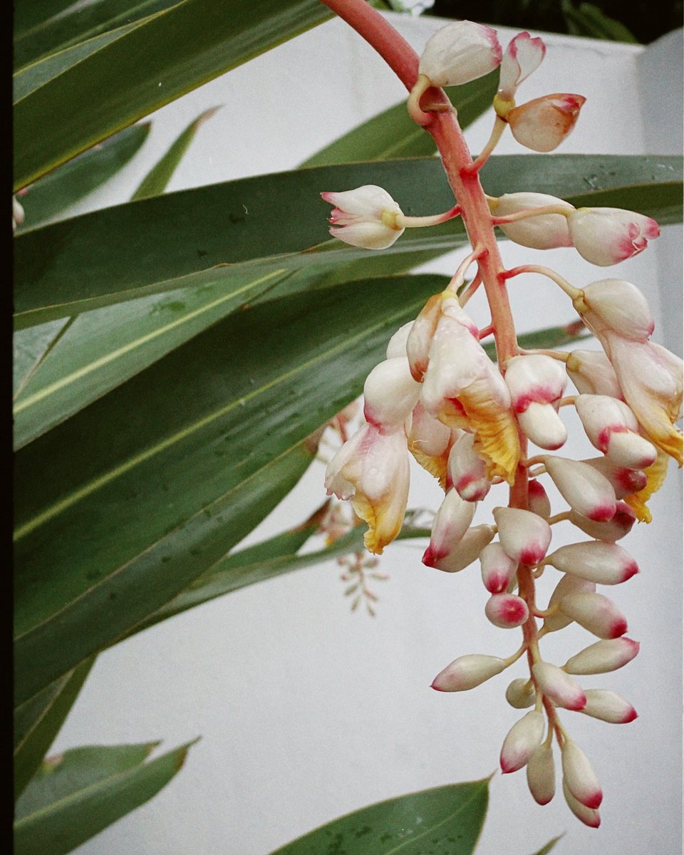 bloom_phillipa's tweet photo. Juicy #springfresh https://t.co/071JSQ27lM