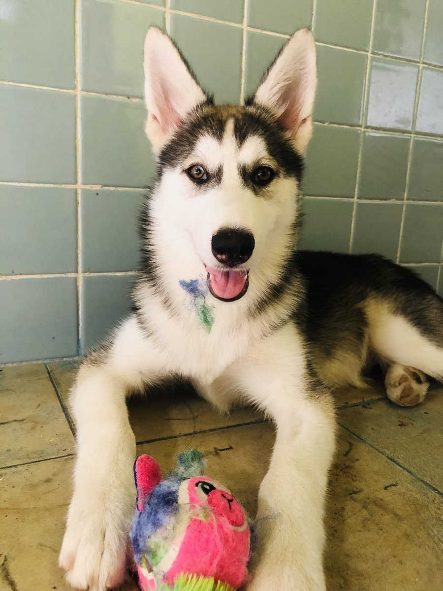 JenlyconJ's tweet photo. En este perfil amamos a Nala 🥺🥰

#momdog #nala #HUSKYREVOLUTION #husky #DogsofTwittter https://t.co/eH9HPCFQHg