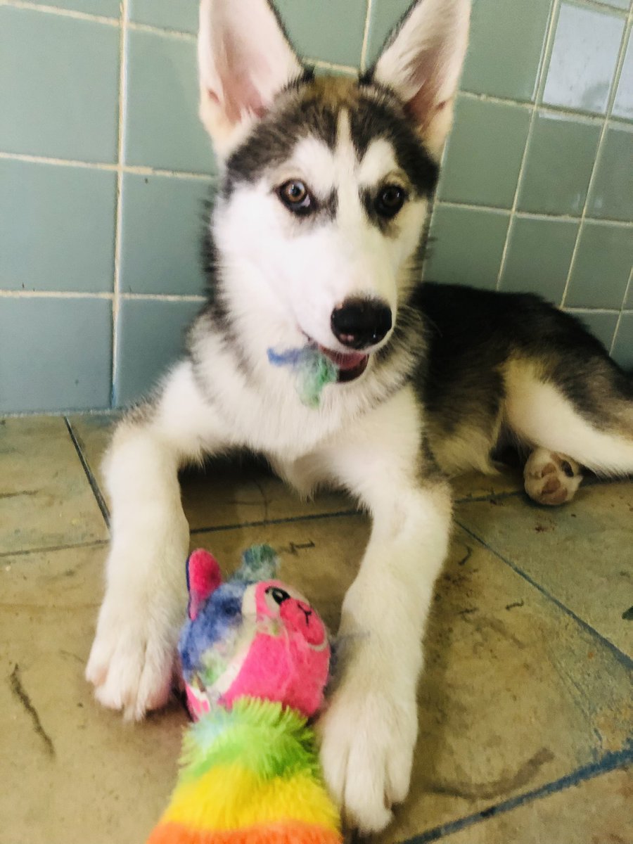 JenlyconJ's tweet photo. En este perfil amamos a Nala 🥺🥰

#momdog #nala #HUSKYREVOLUTION #husky #DogsofTwittter https://t.co/eH9HPCFQHg