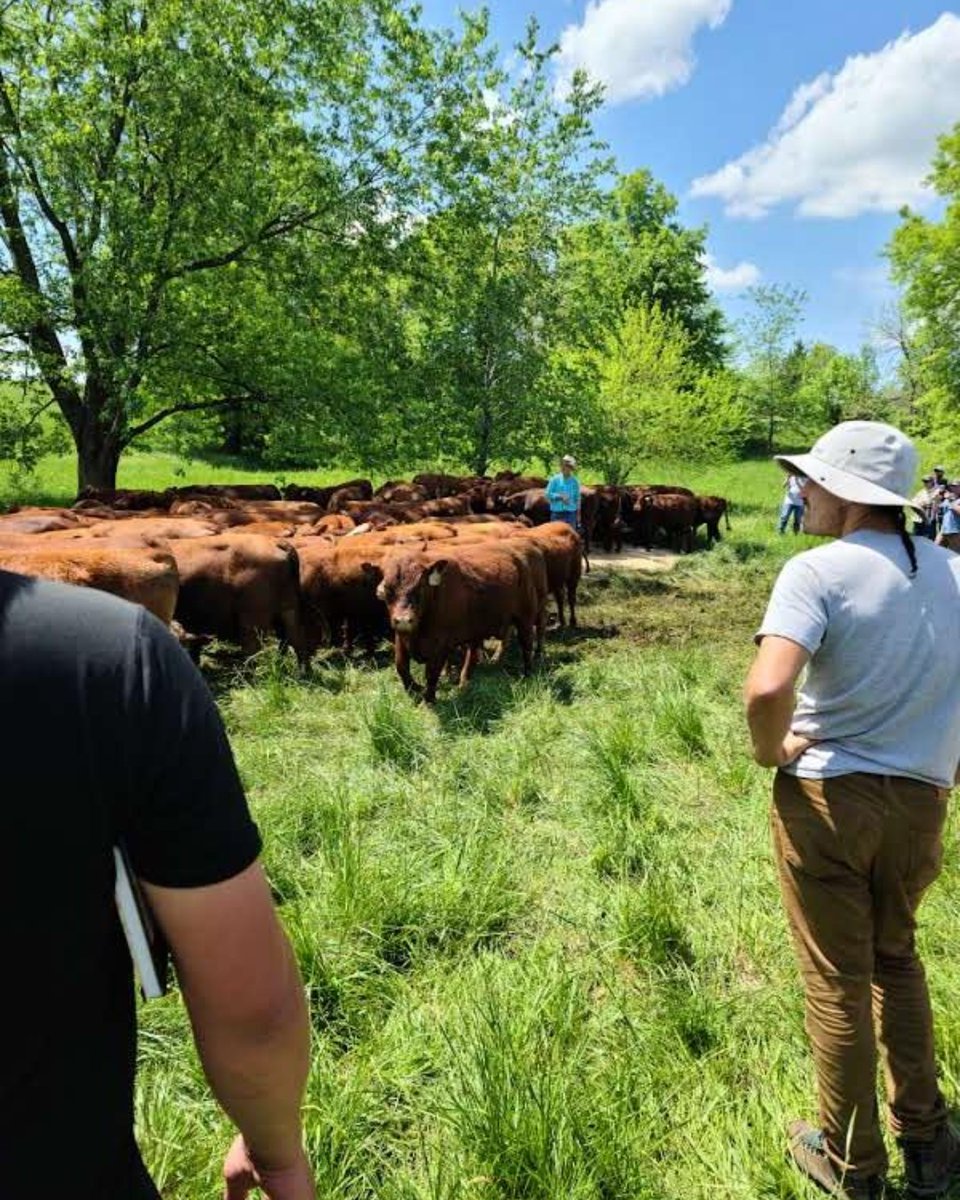 LU_CollegeofAg's tweet photo. Innovative Small Farmers' Outreach Program (#ISFOP) Farm Outreach Worker Mary Bolling attended the Advanced #Grazing School with Greg Judy at Green Pastures Farm near Rucker, #MO last week. #LUMO #CAEHS https://t.co/BDgua0dSE3
