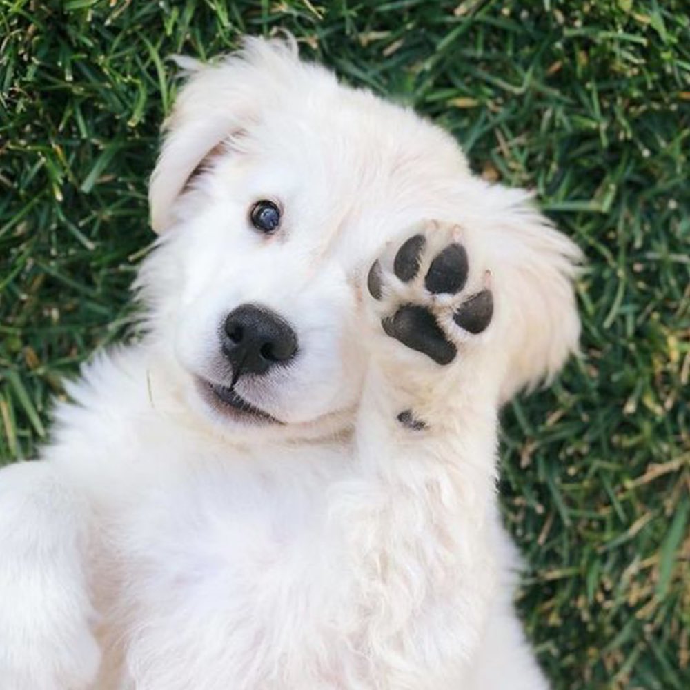ruse_in's tweet photo. Responsible pet ownership starts with regular visits to the vet. Given their shorter-than-human lifespan, your dog or cat should be getting a checkup at least once or twice a year. https://t.co/jUG1eGki6C