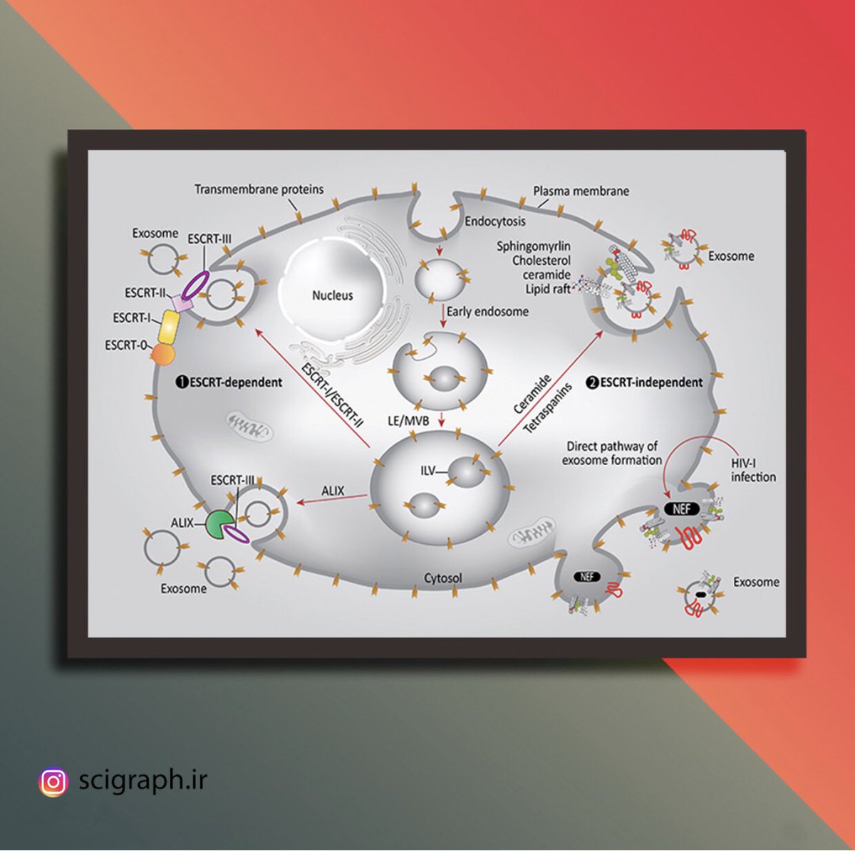 SafariScigraph's tweet photo. - Role of exosomes in malignant #glioma: #microRNAs and #proteins in #pathogenesis and diagnosis
- https://t.co/6Ayut3pLyA
- Published in "Cell Communication and Signaling"
- Impact Factor: 6.1

#Chemotherapy #Cancer #science #graphical_abstract #pathogenesis #biochemistry #cell https://t.co/kCsSeX11FQ