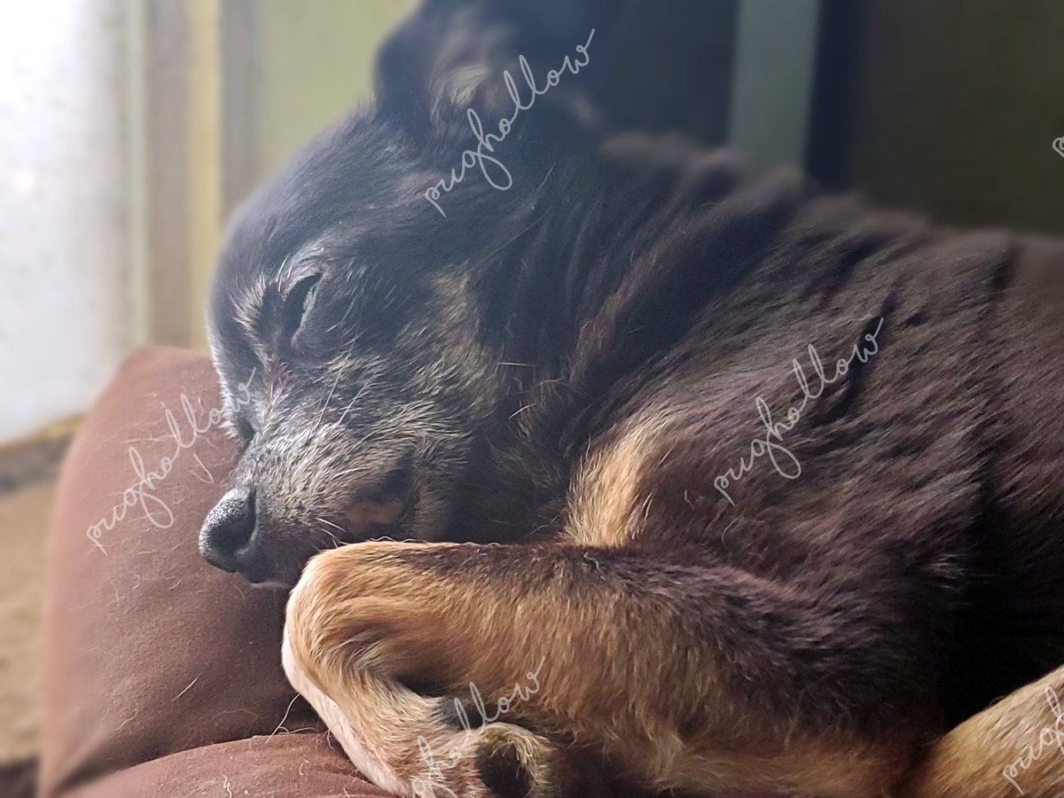 PugHollow's tweet photo. Rotten Dog is starting out his Monday right. #MondayMuttness #MeatheadMonday #RottenDog https://t.co/cuElaWaBBX