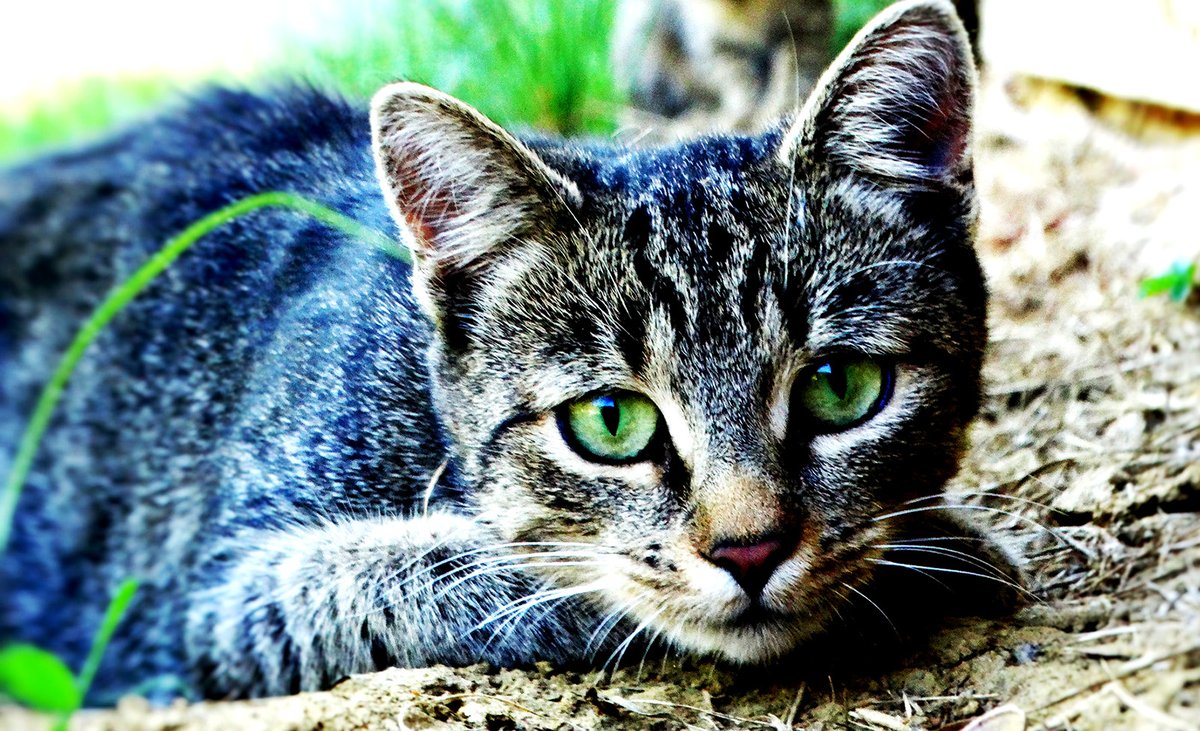 PeterParker006's tweet photo. If everything goes well in life
Then it is not real life
Let go of all bad things before you fall asleep
And never look back when you wake up
Cherish everyone that you encounter
And don’t let it bother you
#kittens #CuteKittens #CatsOfTwitter #CatsOnTwitter #Cats #CatsLover https://t.co/N6yHtnpIab