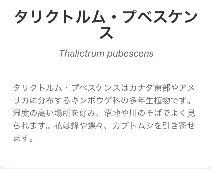 تويتر Masahito Sato على تويتر 昨日beaver Brook Reservationで見つけた始めて見る茎がすごく太いこの植物 何かに似ているようなような気がしますが 私もかみさんも分かりません 植物図鑑appでもヒットしませんでした 分かる人がいましたら教えてください