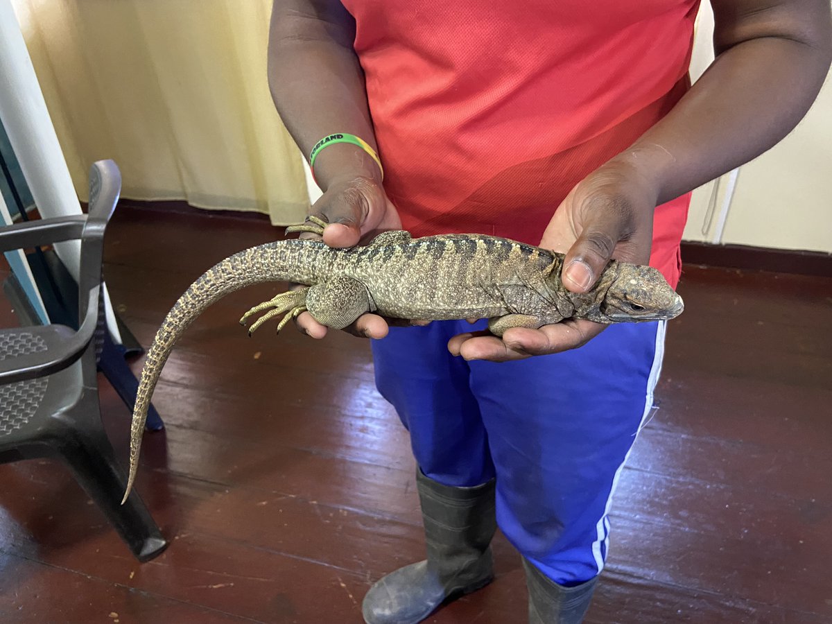 jamentrust's tweet photo. Joey Brown, General Curator of the Hope Zoo Preservation Foundation, gave an exciting presentation on the importance of the unique Jamaican Iguana and the work being done to protect it.
#savegoatislands #JamaicanIguana https://t.co/Muyo8hOk9U