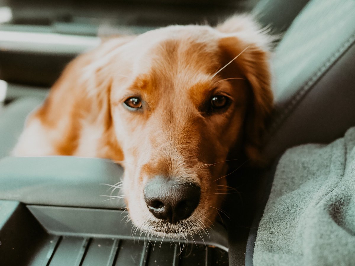 tan_sco's tweet photo. @CanonUSAimaging Best Friend https://t.co/NZNCFUx6AN